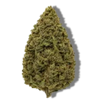 Passion Kush CBD – Greenhouse USA