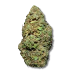 Critical Haze CBD – Greenhouse