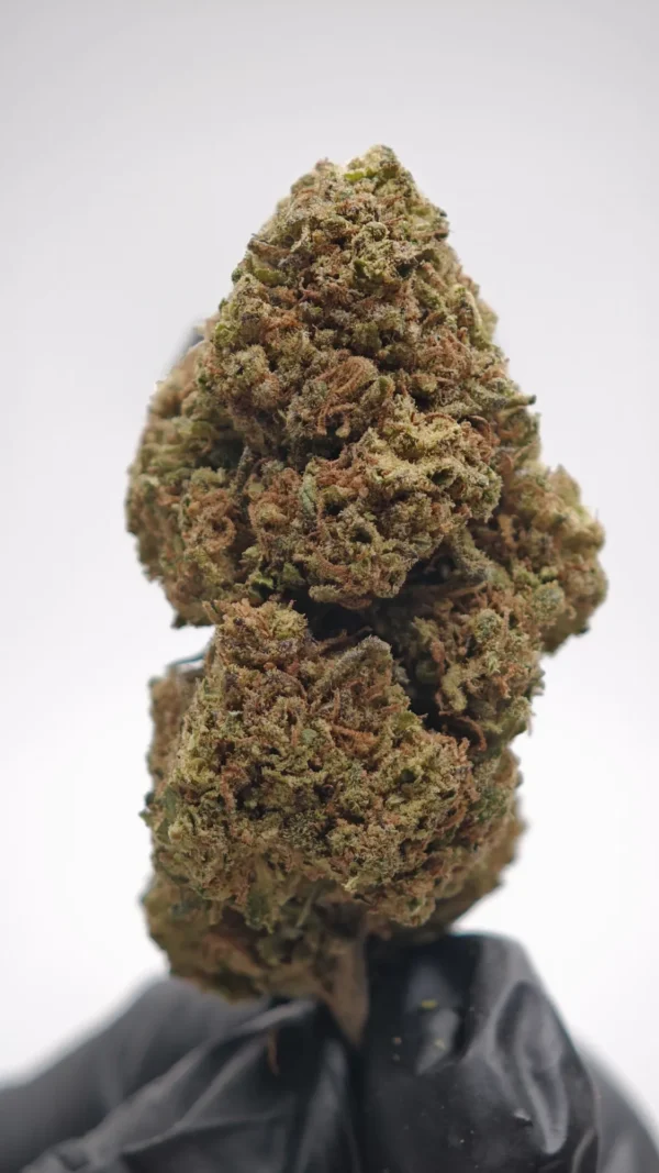 Magic Blueberry SB