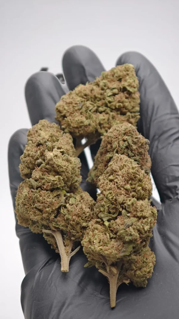 Magic Blueberry SB
