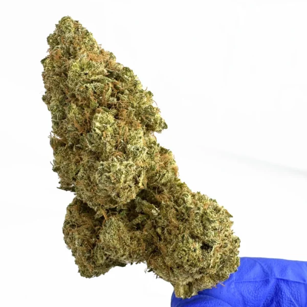 Critical Haze CBD