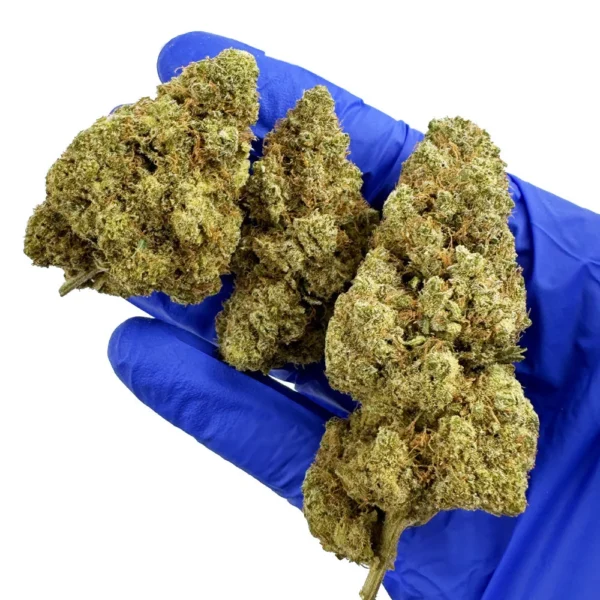 Critical Haze CBD