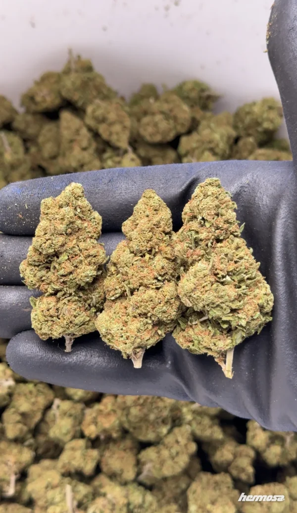 Gelato 41 CBD