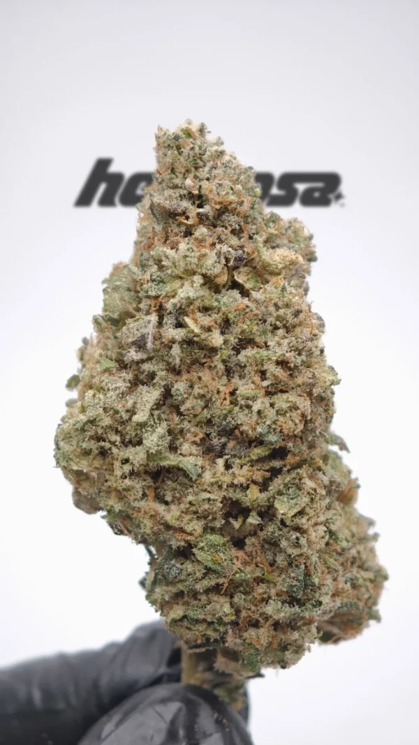 Legendary Skunk