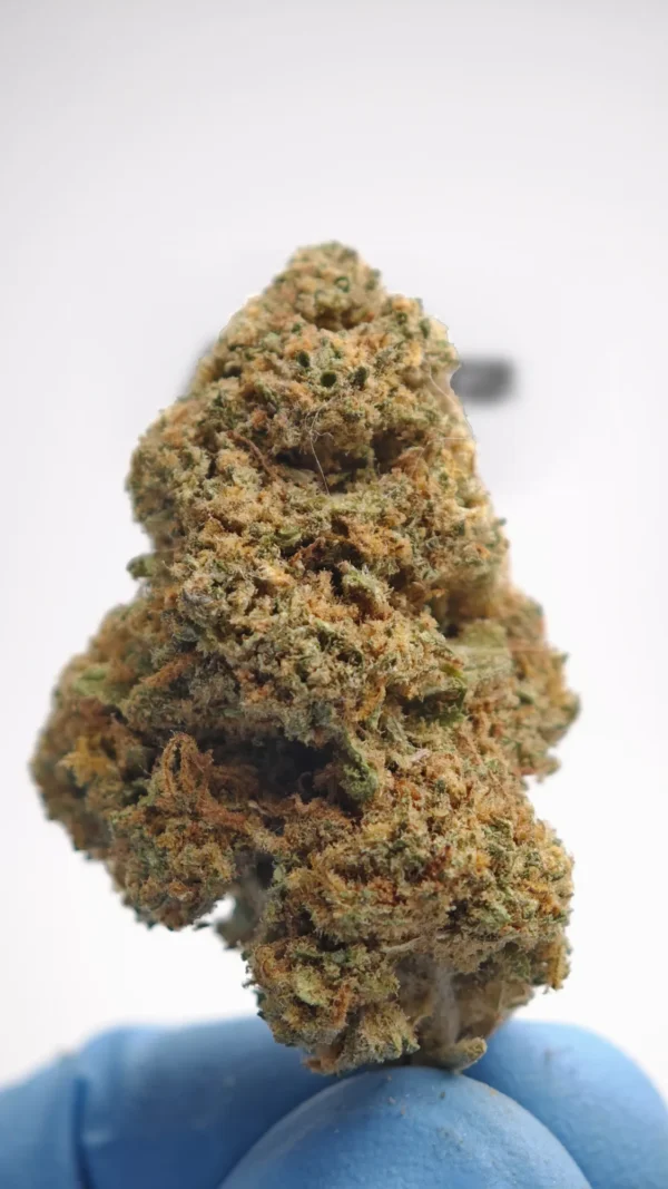 Gorilla Mandarine
