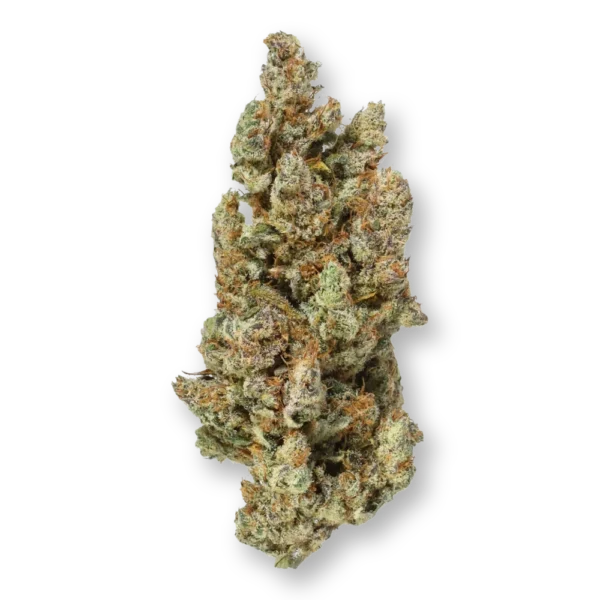 Grapefruit XS