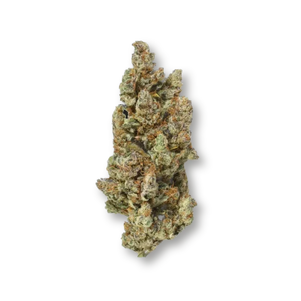 Grapefruit XS