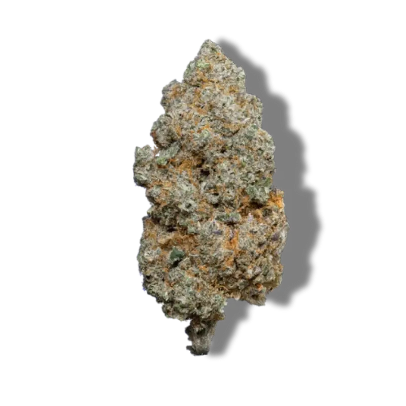 Magic Blueberry CBD indoor Hermosa fleurs puissantes