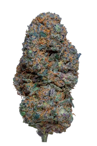 Steve Urkle
