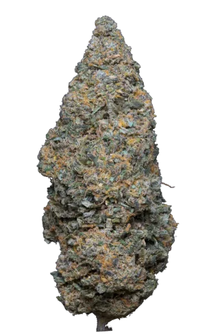 legendary skunk (1)
