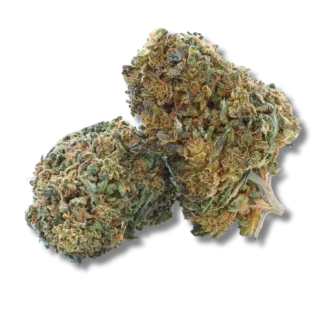 magic royal og magic royal og